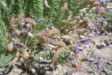 Oxytropis chiliophylla