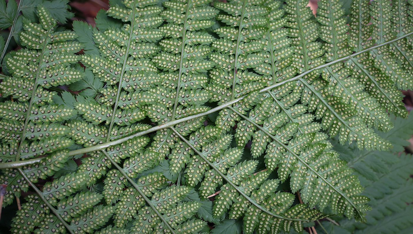 Изображение особи Dryopteris carthusiana.