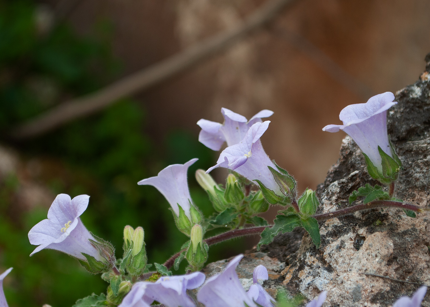 Image of Campanula hagielia specimen.