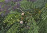 Leucaena leucocephala