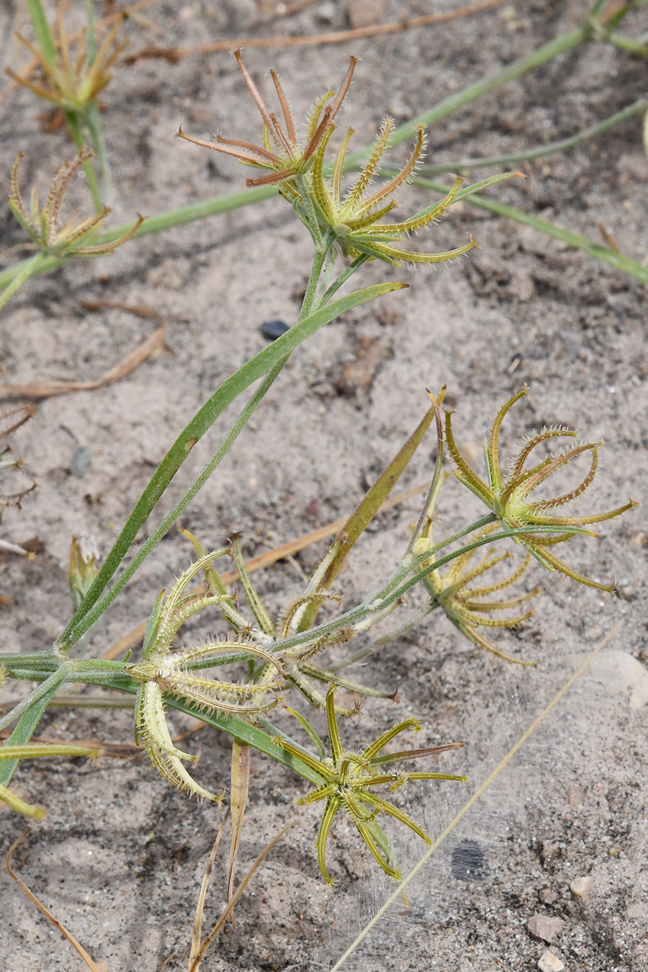 Image of Koelpinia macrantha specimen.