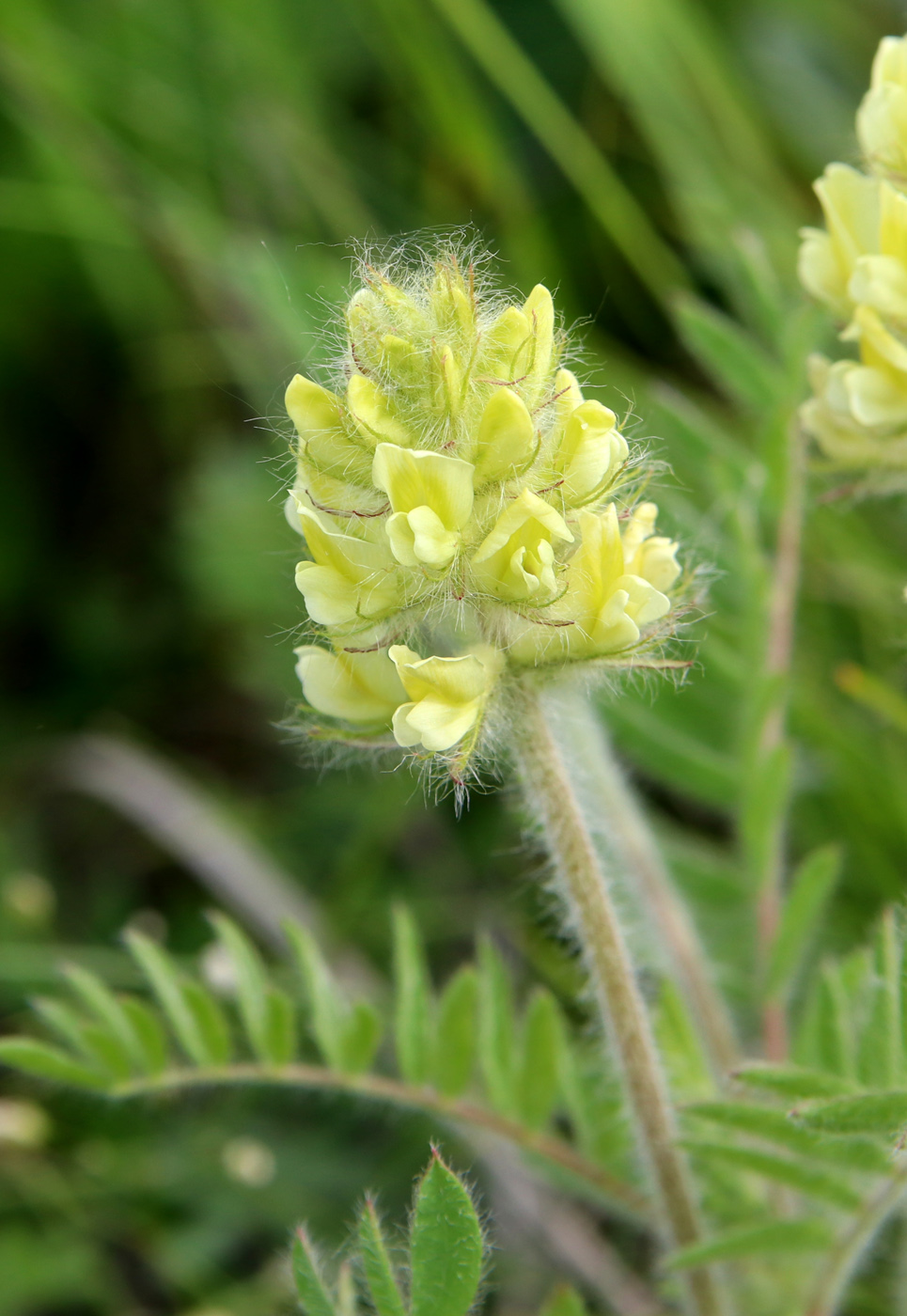 Image of Oxytropis pilosa specimen.