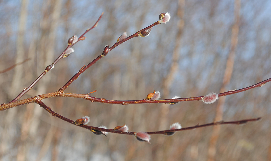 Изображение особи Salix phylicifolia.