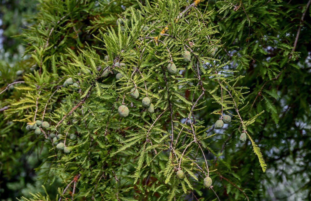 Image of Taxodium distichum specimen.