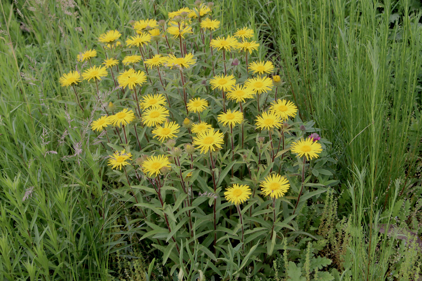 Image of Inula hirta specimen.