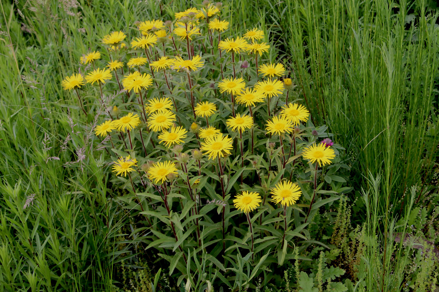 Image of Inula hirta specimen.