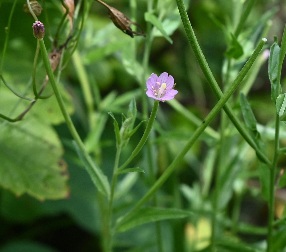 Image of genus Epilobium specimen.
