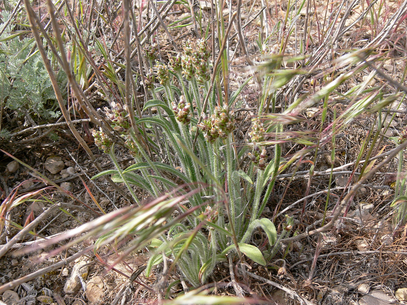 Image of Plantago lessingii specimen.