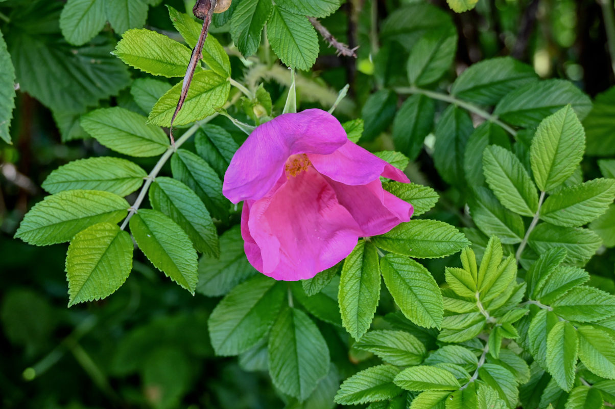 Изображение особи Rosa rugosa.