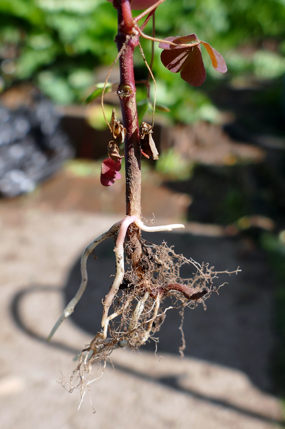 Изображение особи Oxalis corniculata.