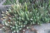 Sedum reflexum