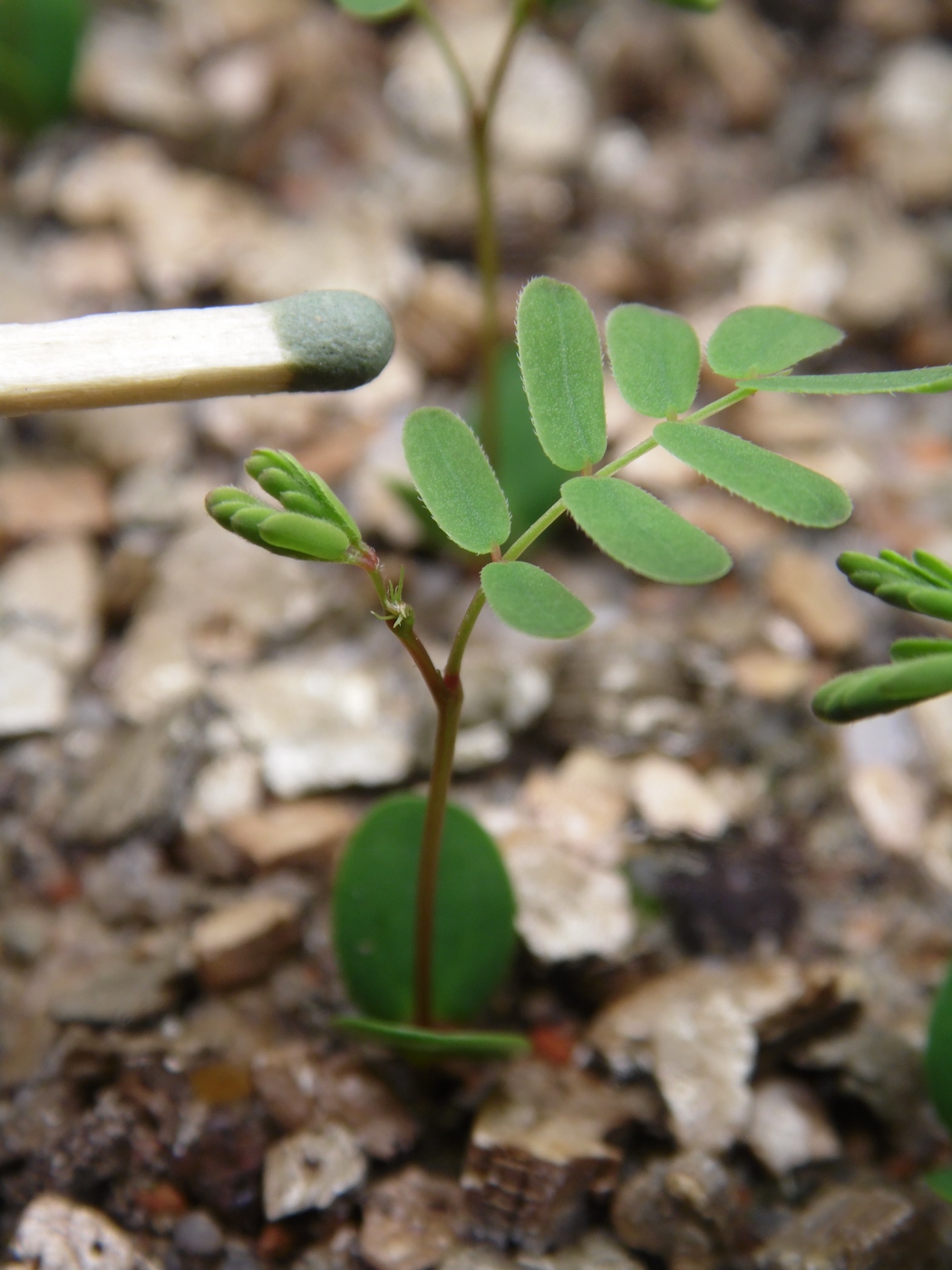 Изображение особи Desmanthus illinoensis.