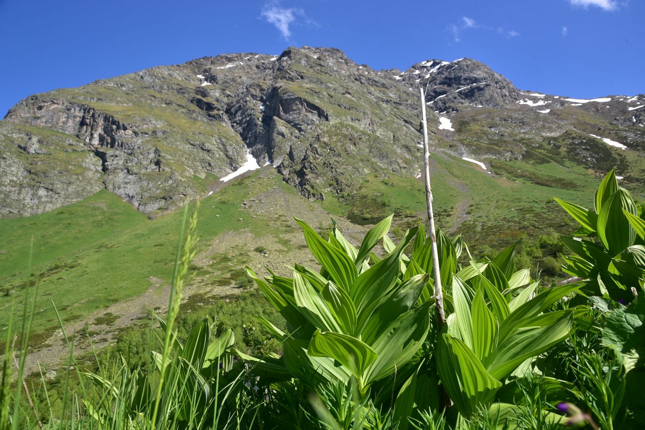 Image of Veratrum lobelianum specimen.