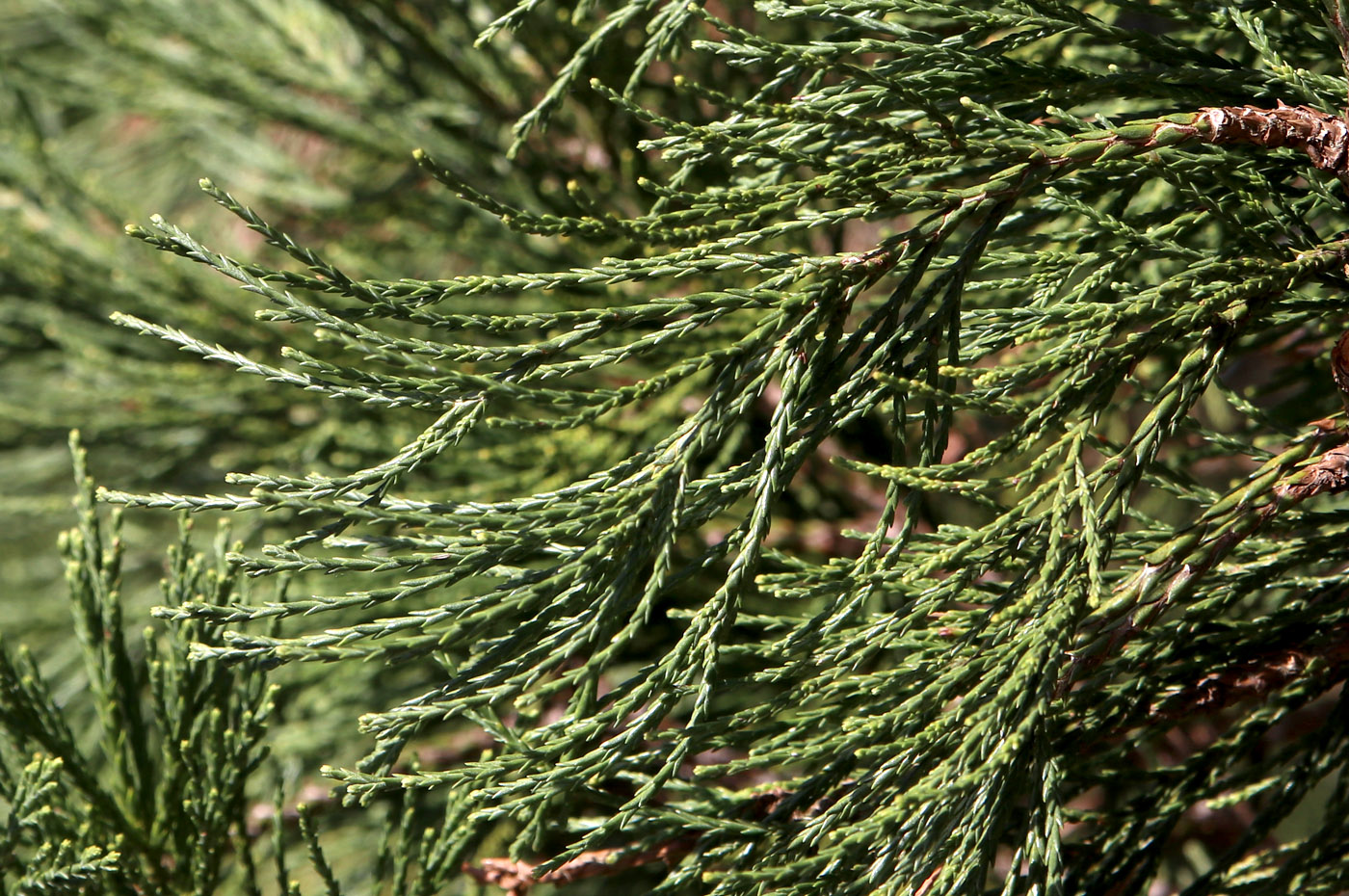 Image of Sequoiadendron giganteum specimen.