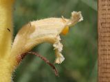 Orobanche alsatica