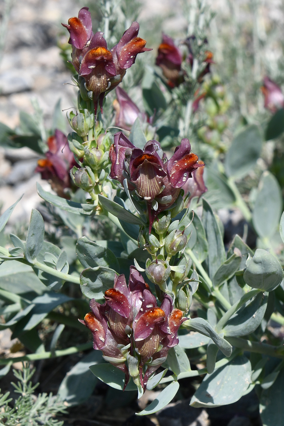 Изображение особи Linaria kokanica.