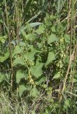 Aristolochia clematitis. Цветущие растения; на опоре из стеблей Phragmites australis. Испания, Каталония, пров. Жирона, комарка Баш Эмпорда, муниципалитет Пальс, кромка залежи на рисовом чеке. 23.04.2026.