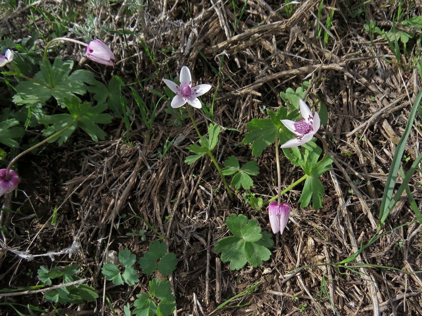 Изображение особи Anemone tschernaewii.