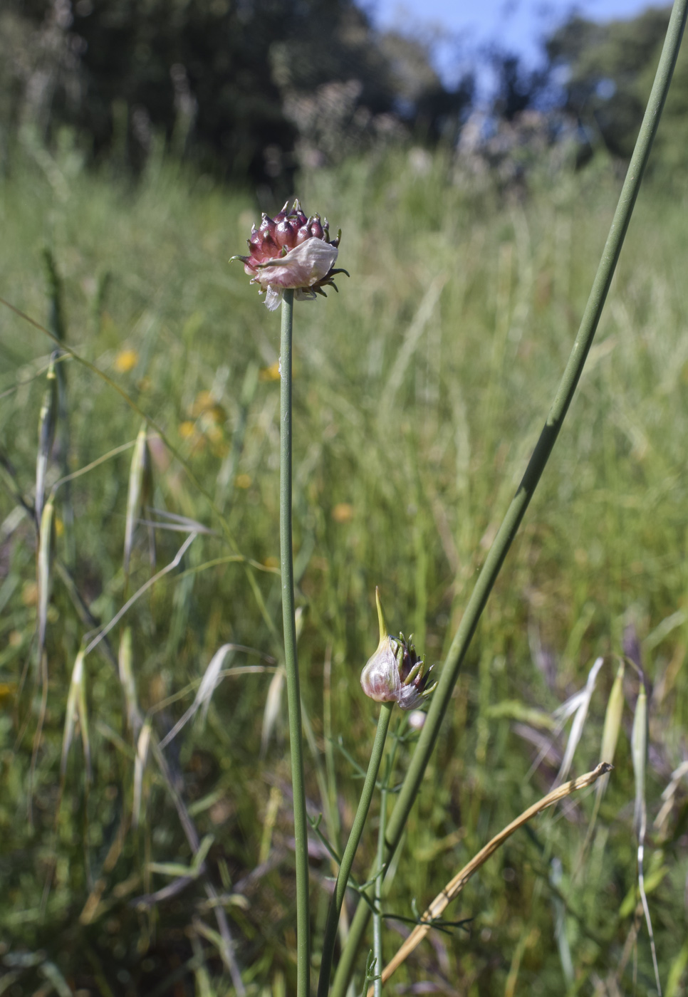 Image of Allium vineale specimen.