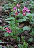 Pulmonaria obscura. Цветущее растение в широколиственном лесу. Московская область, Боровский курган. 01.05.2011.