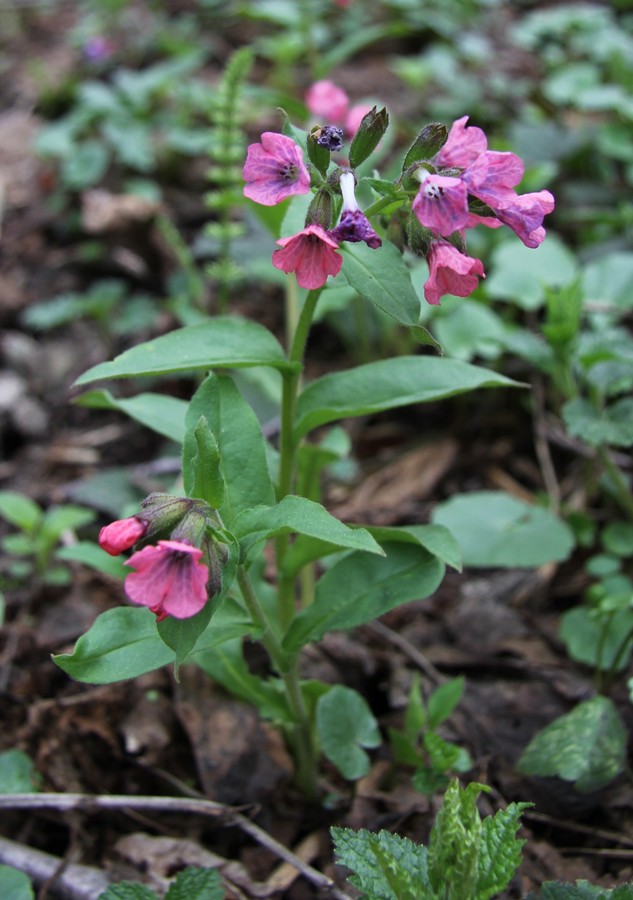 Изображение особи Pulmonaria obscura.