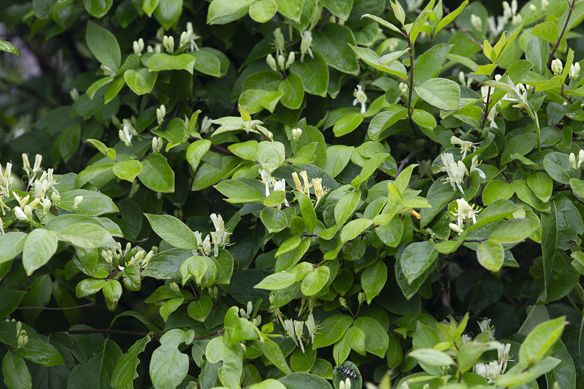 Изображение особи Lonicera ruprechtiana.