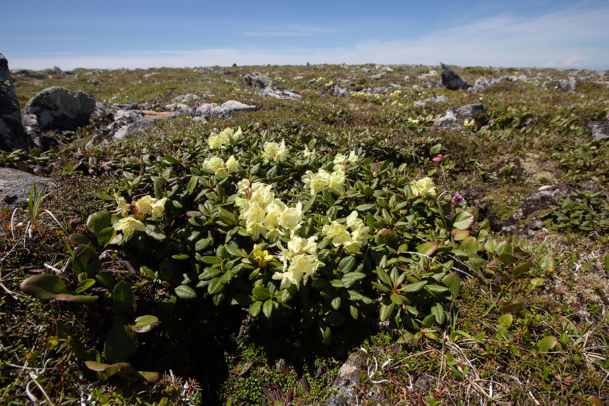 Изображение особи Rhododendron aureum.
