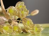 Allium longispathum. Цветки. Крым, Южный берег, пос. Алупка, обочина. 11.07.2026.