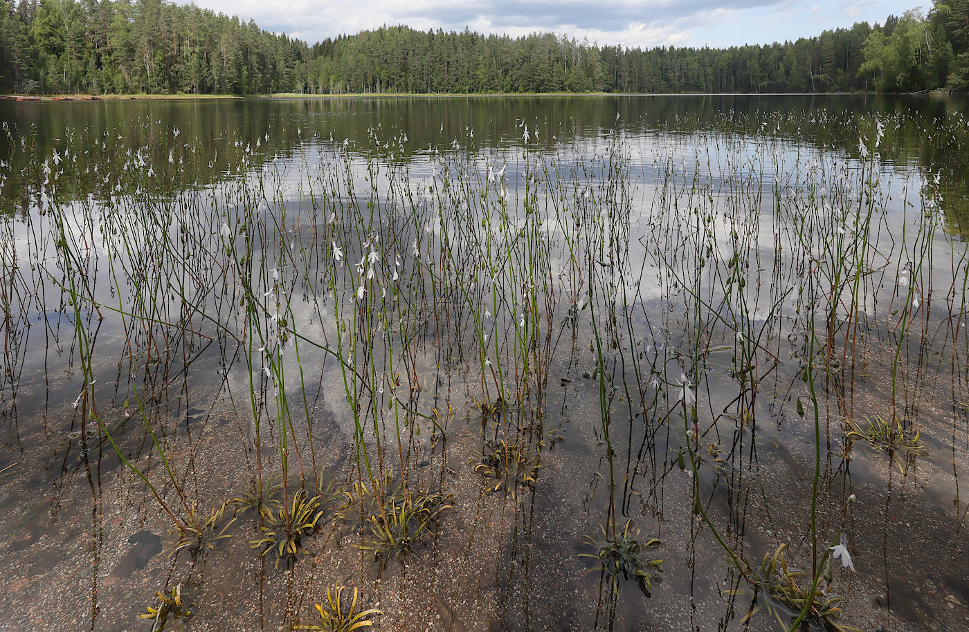Image of Lobelia dortmanna specimen.