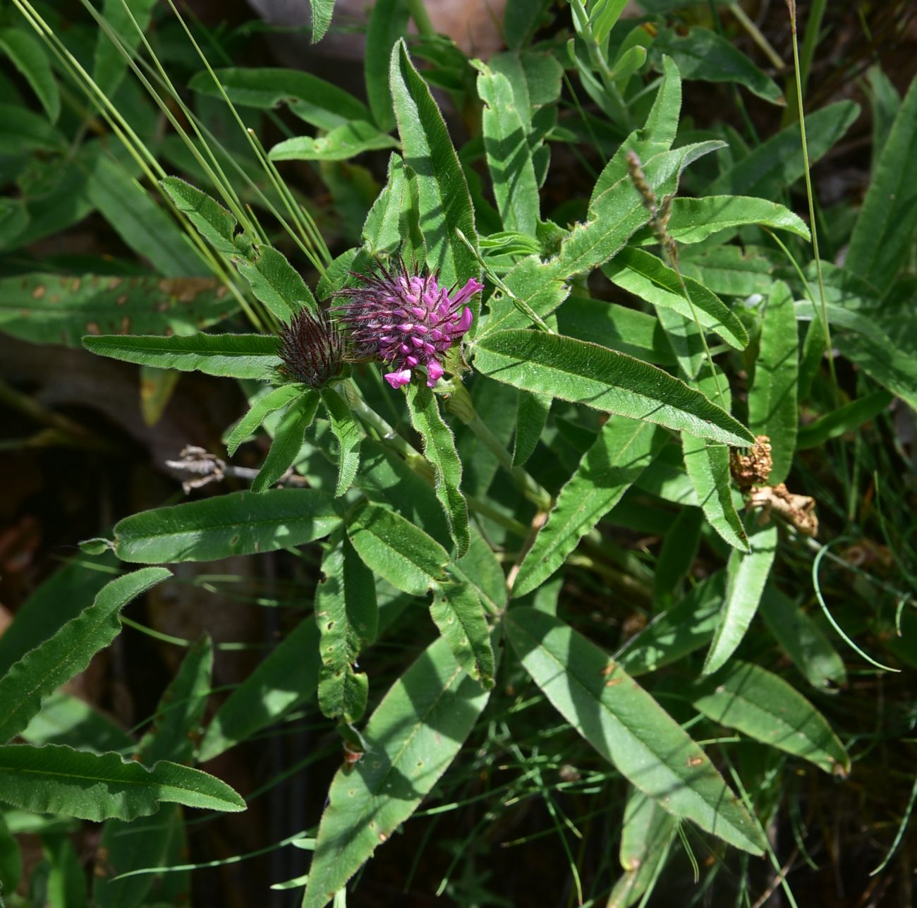 Image of genus Trifolium specimen.