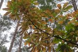 Aesculus hippocastanum. Ветвь с поврежденными листьями. Беларусь, Брестская обл., Каменецкий р-н, окр. дер. Бобинка, смешанный сосново-лиственный лес. 02.07.2026.
