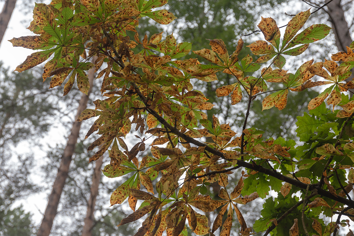Image of Aesculus hippocastanum specimen.