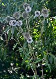 Смотреть изображение Echinops sphaerocephalus