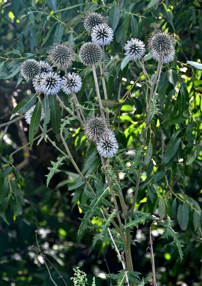 Изображение особи Echinops sphaerocephalus.