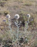 genus Echinops. Цветущие растения. Армения, Гегаркуникская обл., близ с. Норатус, нарушенная горная степь. 25.07.2021.