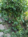 Euonymus japonicus. Нижняя часть вегетирующего растения. Волгоград, Красноармейский р-н, ул. Городовикова. 23.08.2026.
