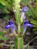 Scutellaria tuminensis. Часть цветущего побега. Хабаровский край, г. Комсомольск-на-Амуре, обочина грунтовой дороги. 25.06.2026.