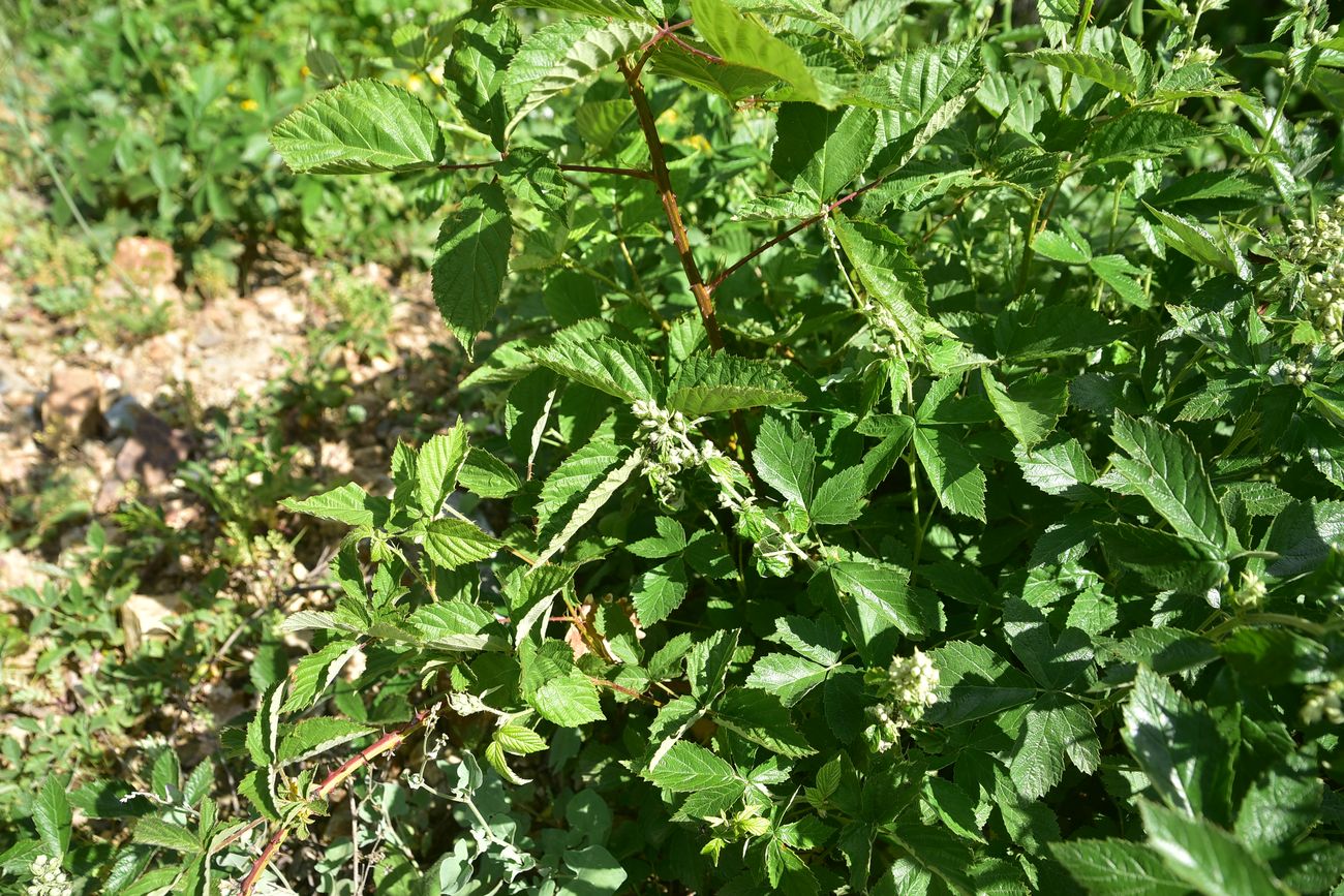 Image of genus Rubus specimen.