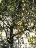 Pyrus communis. Часть кроны с незрелыми плодами. Республика Молдова, муниципалитет Кишинёв, г. Кодру, частная усадьба. 3 сентября 2026 г.