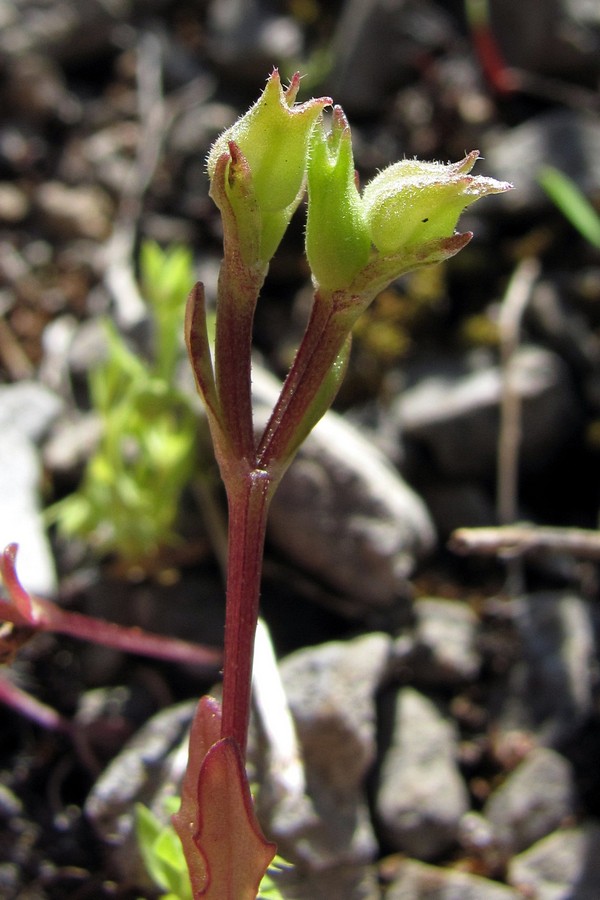 Image of Valerianella falconida specimen.