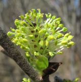 Salix cinerea