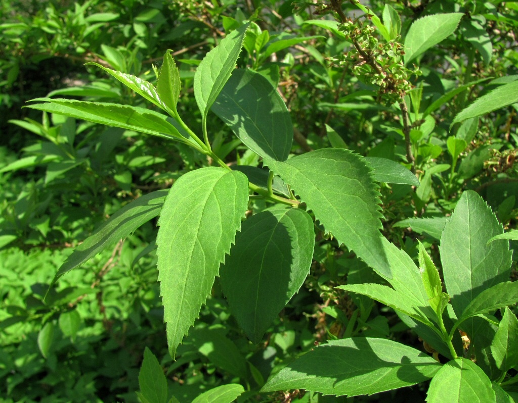 Image of genus Forsythia specimen.