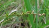 Carex elongata. Соплодие. Архангельская обл., Вельский р-н, окр. пос. Усть-Шоноша, рудеральный луг. 23.06.2011.