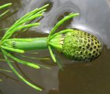 Equisetum fluviatile. Верхушка побега с развивающимся стробилом. Ярославская обл., Мышкинский р-н, дер. Кокошилово, р. Ломиха. 08.06.2011.