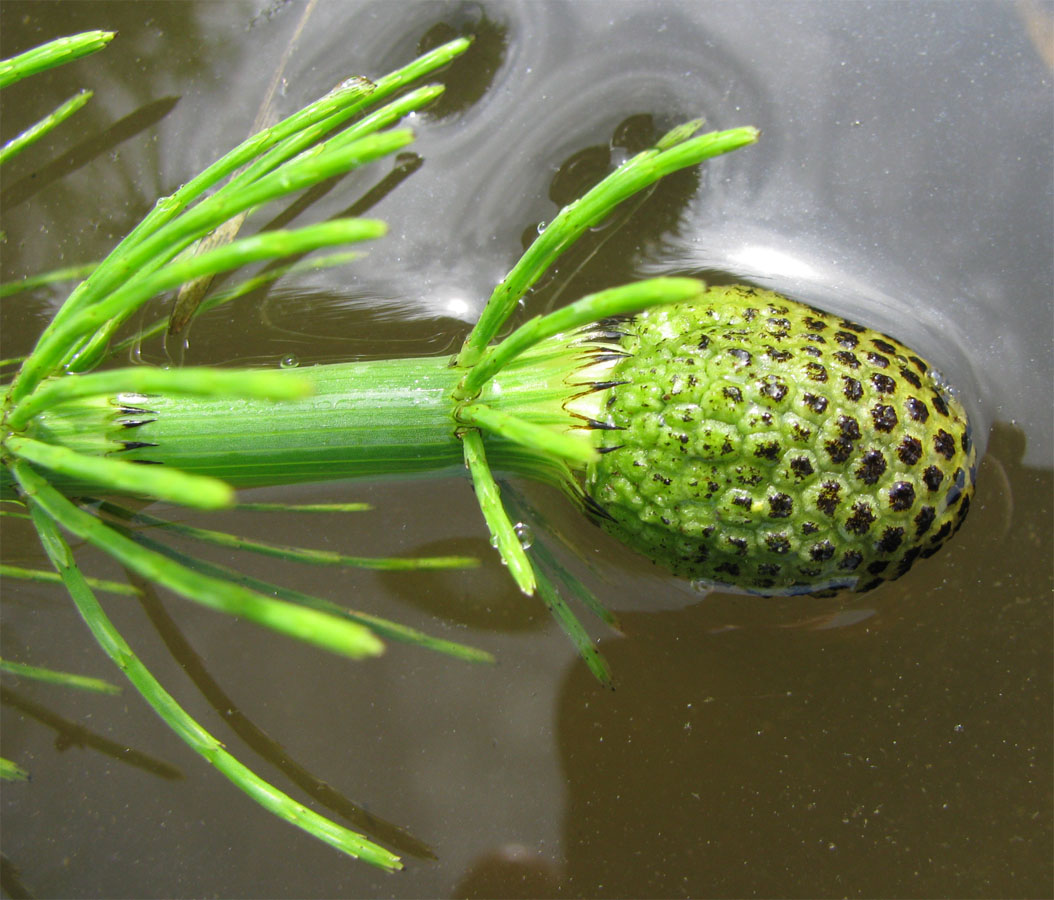 Image of Equisetum fluviatile specimen.