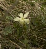 Gentiana oschtenica