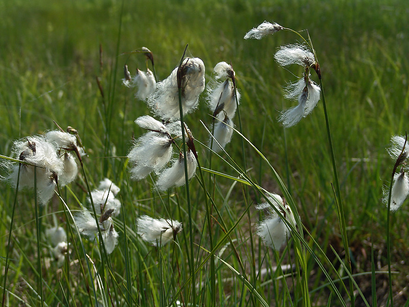 Изображение особи Eriophorum angustifolium.