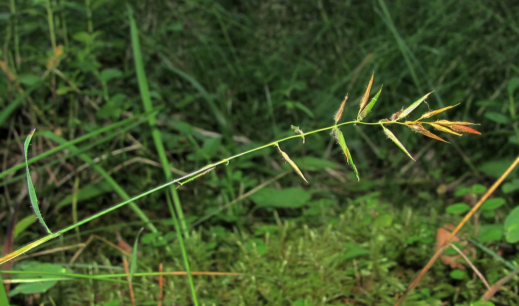 Изображение особи Anthoxanthum odoratum.