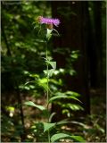 Centaurea pseudophrygia. Цветущее растение. Чувашия, окр. г. Шумерля, дорога к Красной речке в лесу за Низким полем. 6 августа 2011 г.