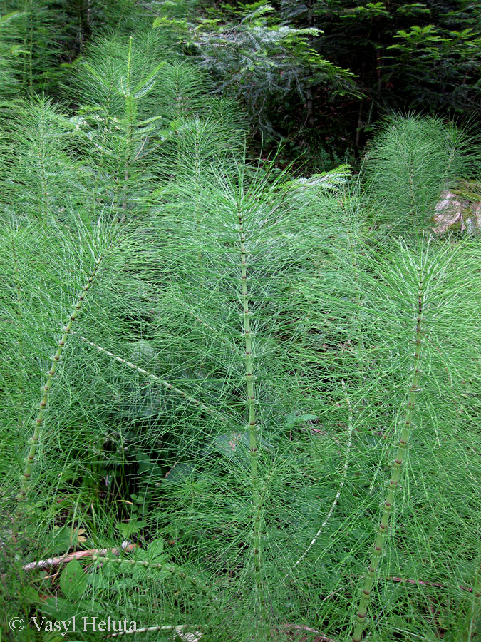 Image of Equisetum telmateia specimen.